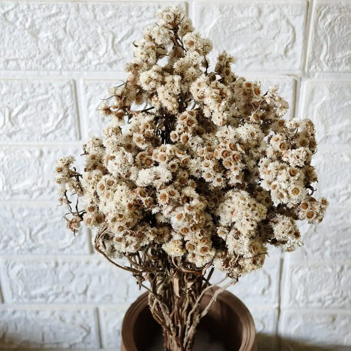 Dried Wild Daisy Preserved Natural Flowers - Image 4