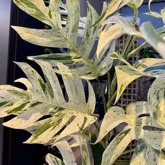 Epipremnum pinnatum marble variegated - Image 15