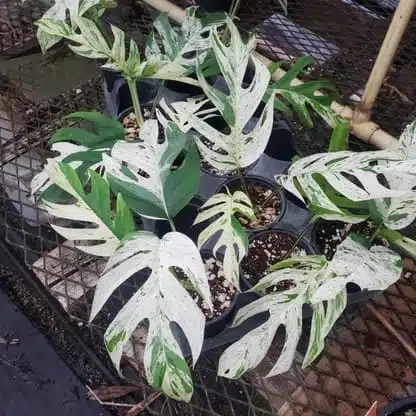 Epipremnum pinnatum marble variegated - Image 13