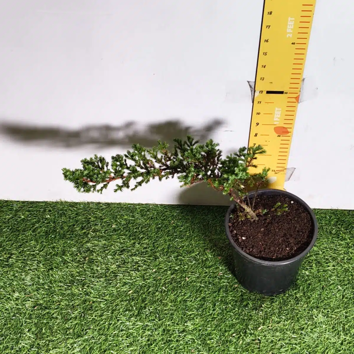 Juniperus Prostrata (Juniper Horizontalis) - Image 23