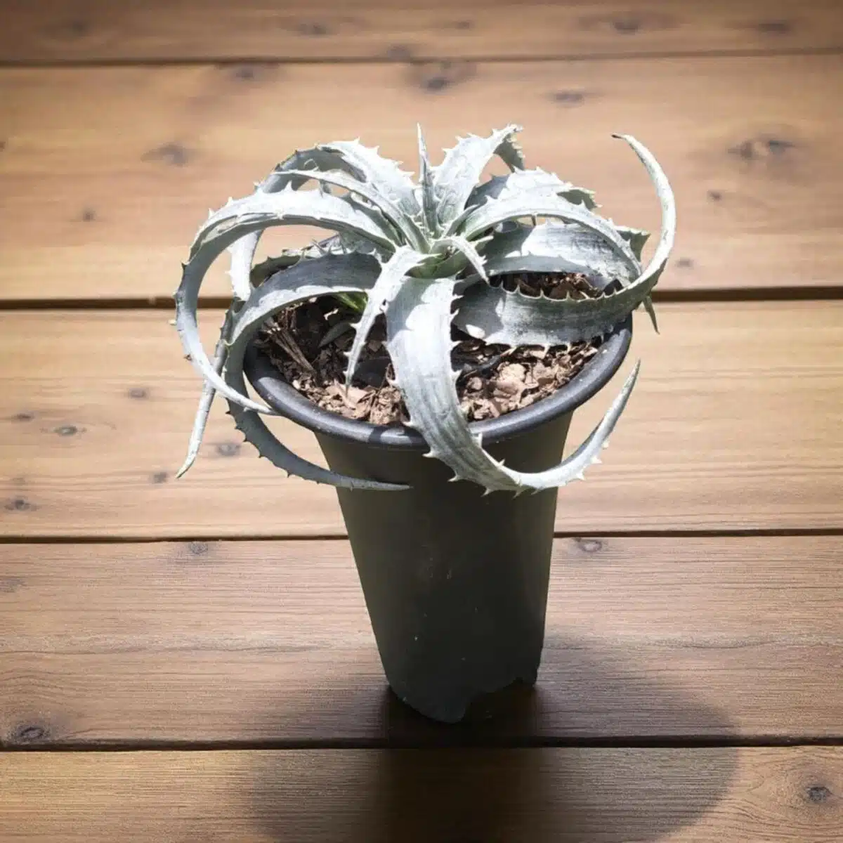 Dyckia - Image 6