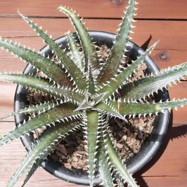 Dyckia - Image 5