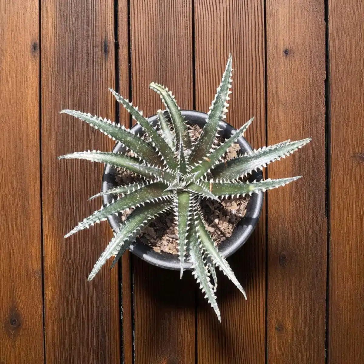 Dyckia - Image 4