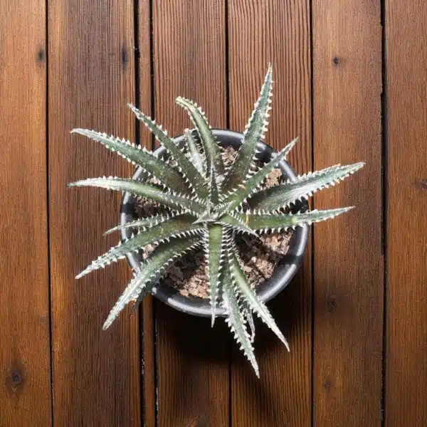 Dyckia - Image 4