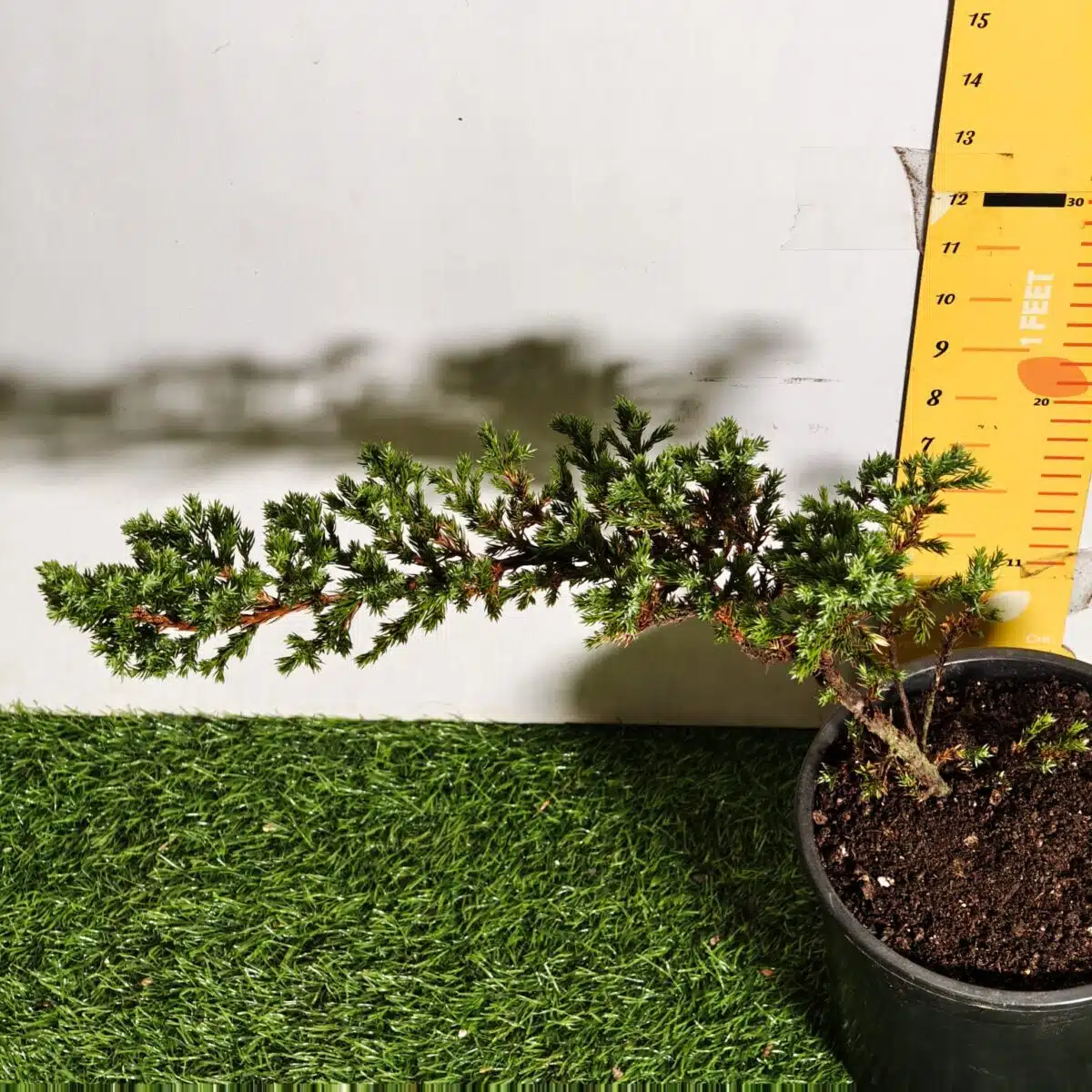 Juniperus Prostrata (Juniper Horizontalis) - Image 24