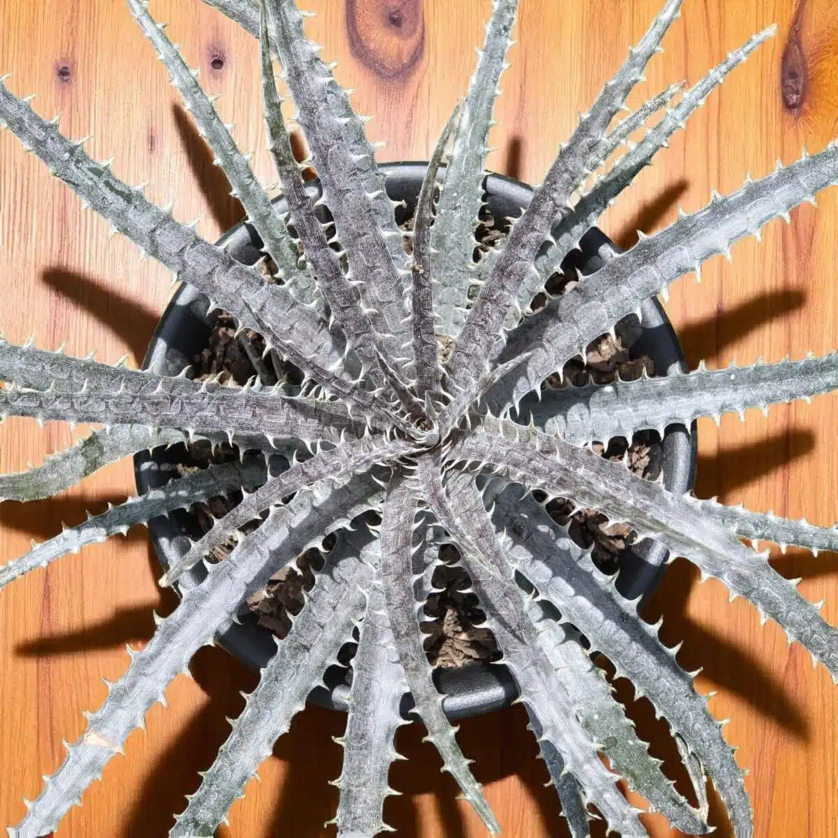 Dyckia - Image 5