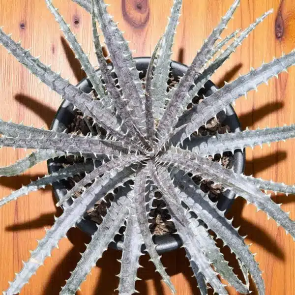 Dyckia - Image 5