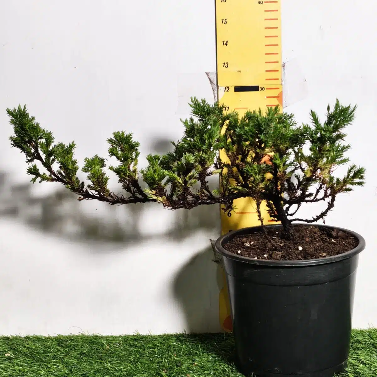 Juniperus Prostrata (Juniper Horizontalis) - Image 4