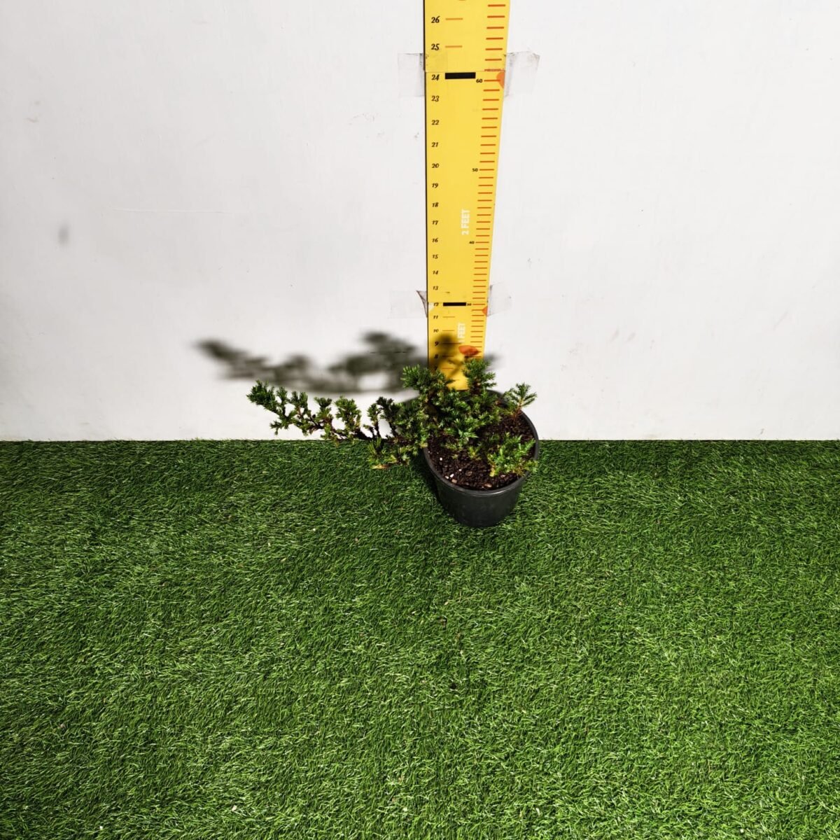 Juniperus Prostrata (Juniper Horizontalis) - Image 27