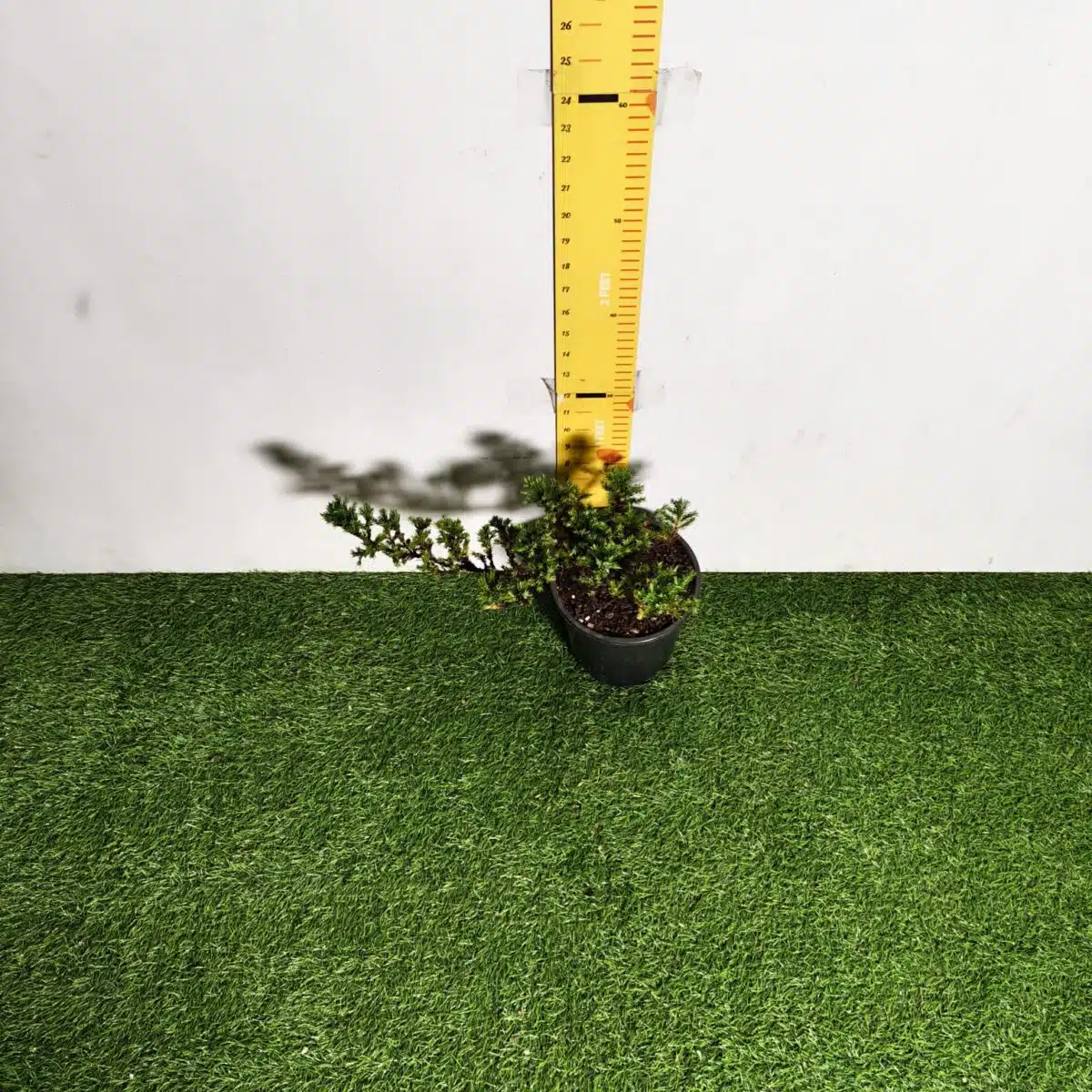 Juniperus Prostrata (Juniper Horizontalis) - Image 27