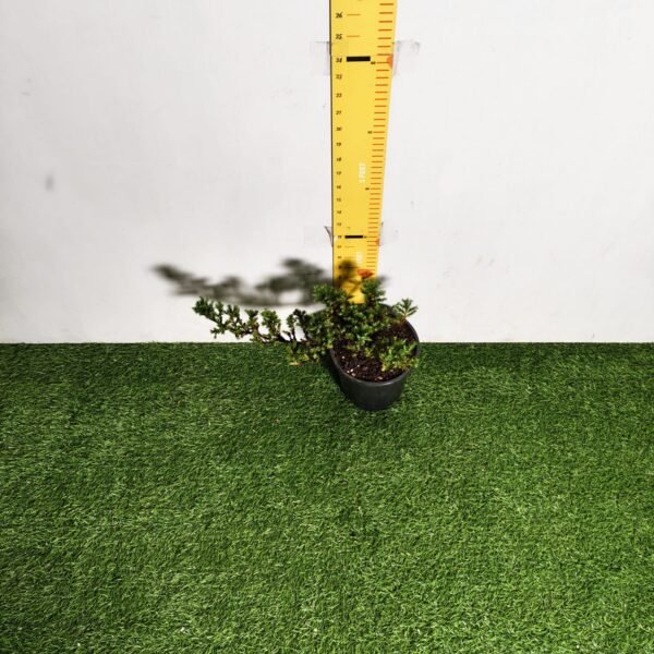 Juniperus Prostrata (Juniper Horizontalis) - Image 27