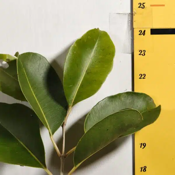 White Jamun (Syzygium cumini) Grafted Fruit Plant - Image 4