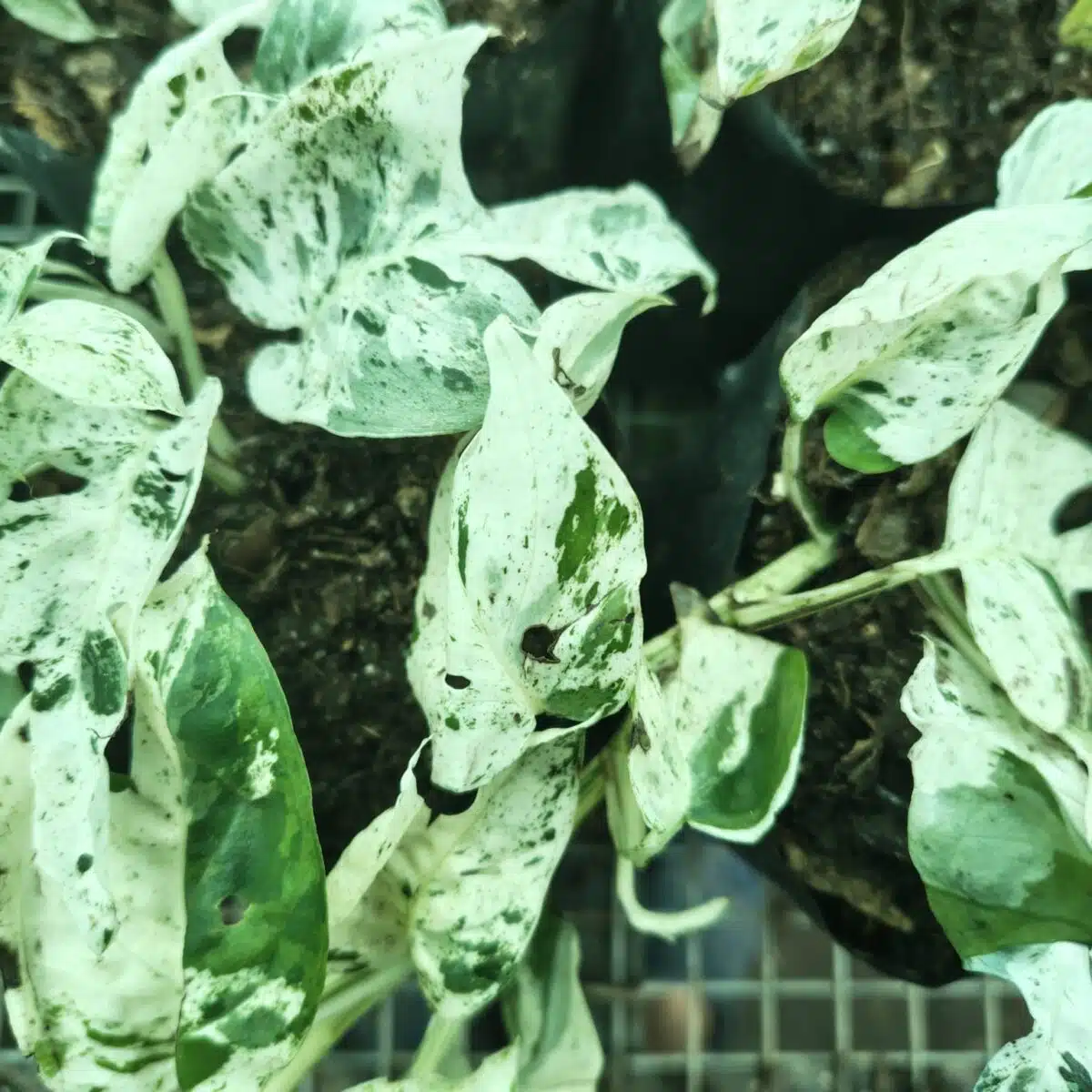 Epipremnum pinnatum marble variegated - Image 10