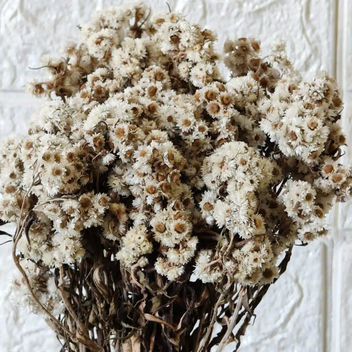 Dried Wild Daisy Preserved Natural Flowers - Image 11