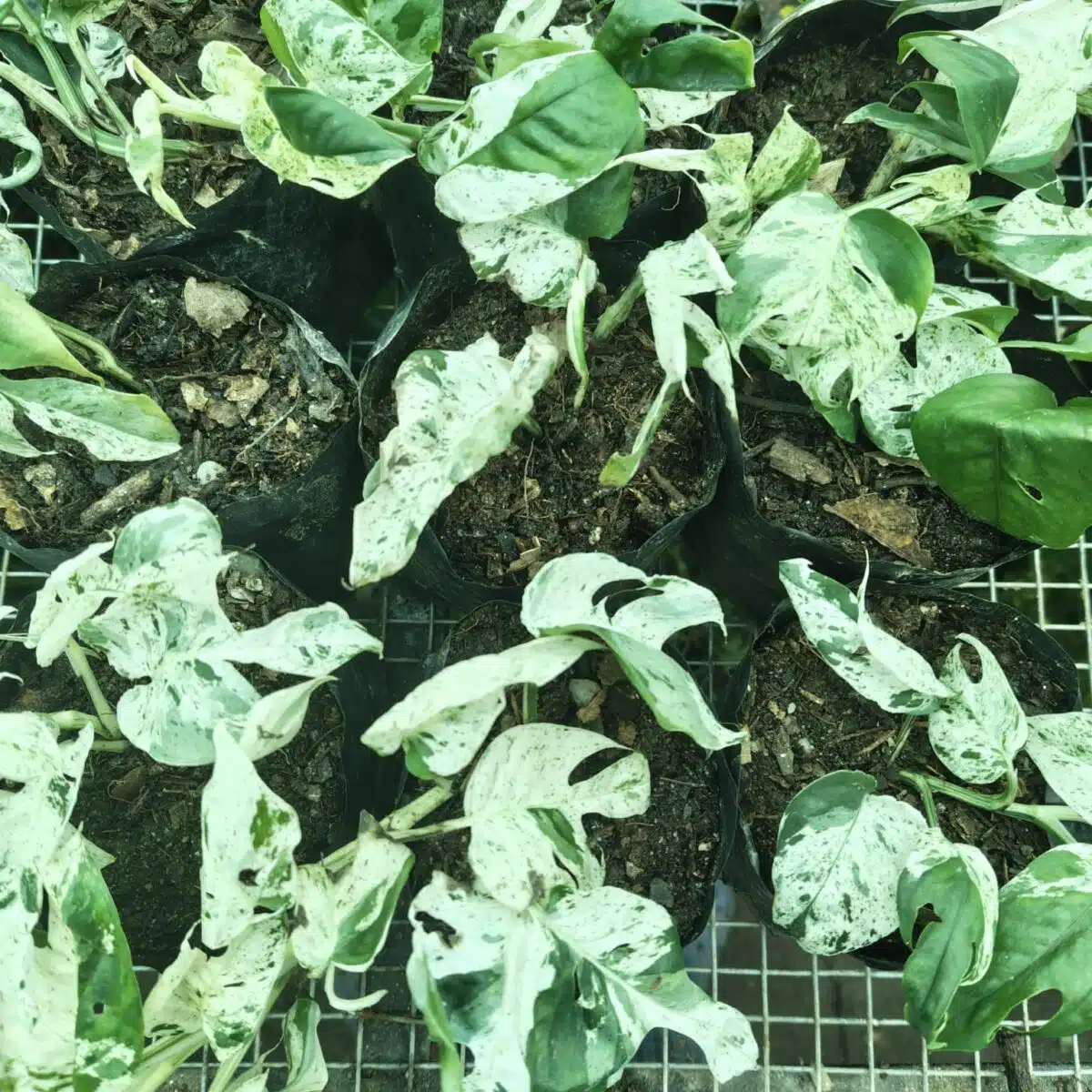 Epipremnum pinnatum marble variegated - Image 11