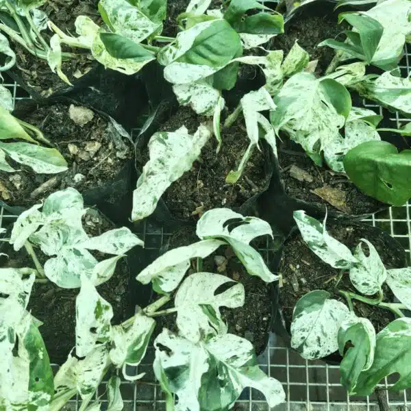 Epipremnum pinnatum marble variegated - Image 11