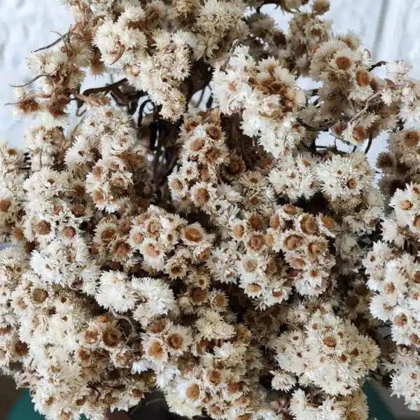 Dried Wild Daisy Preserved Natural Flowers - Image 7