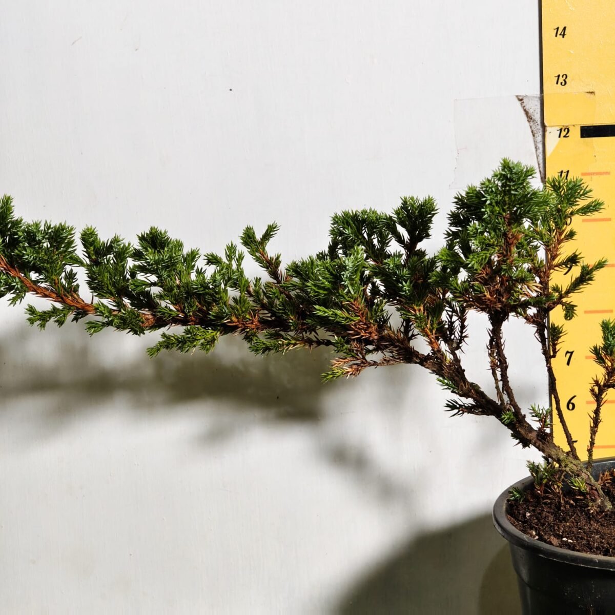 Juniperus Prostrata (Juniper Horizontalis) - Image 5
