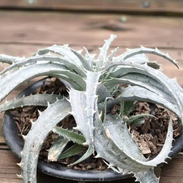 Dyckia - Image 5
