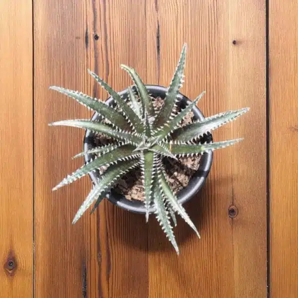 Dyckia - Image 3