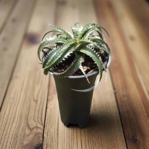 Dyckia