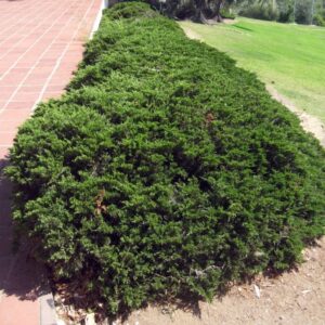 Juniperus Prostrata (Juniper Horizontalis)