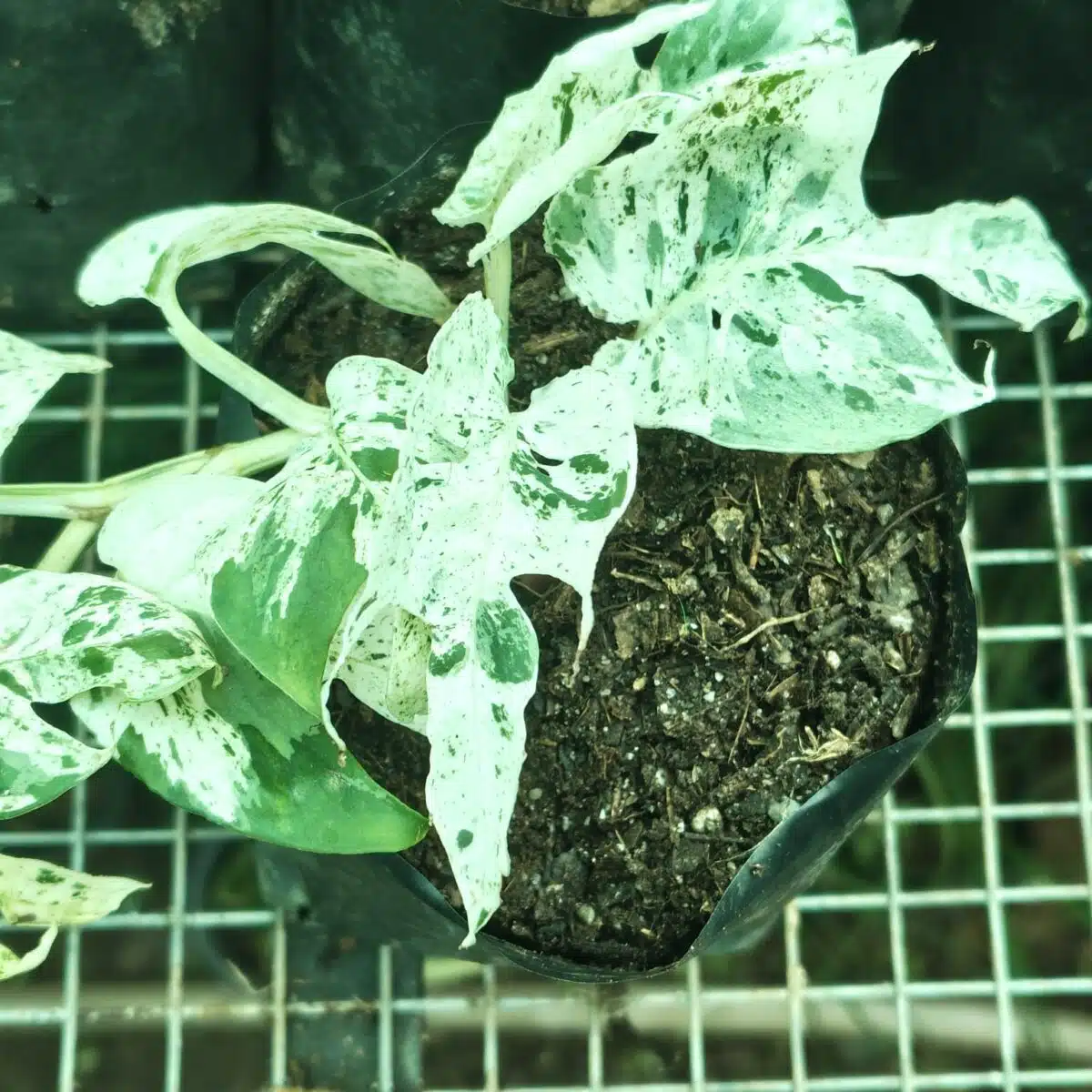 Epipremnum pinnatum marble variegated - Image 5