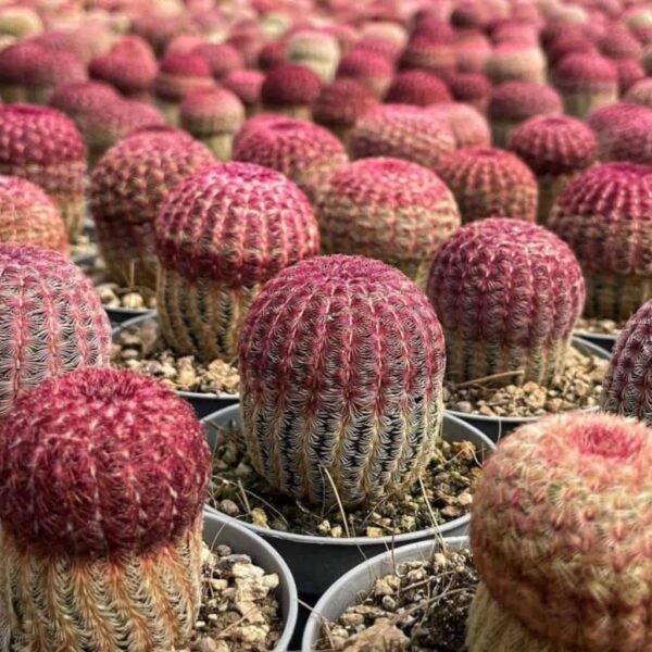 Arizona rainbow cactus (Echinocereus rigidissimus) - Image 3