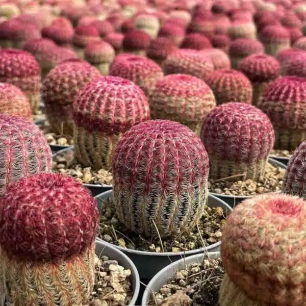 Arizona rainbow cactus (Echinocereus rigidissimus) - Image 9