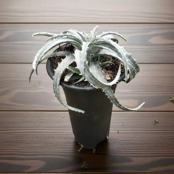 Dyckia - Image 7