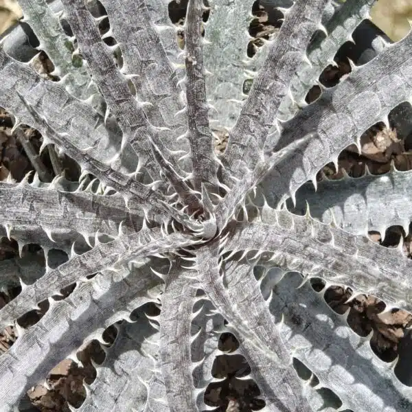 Dyckia - Image 6