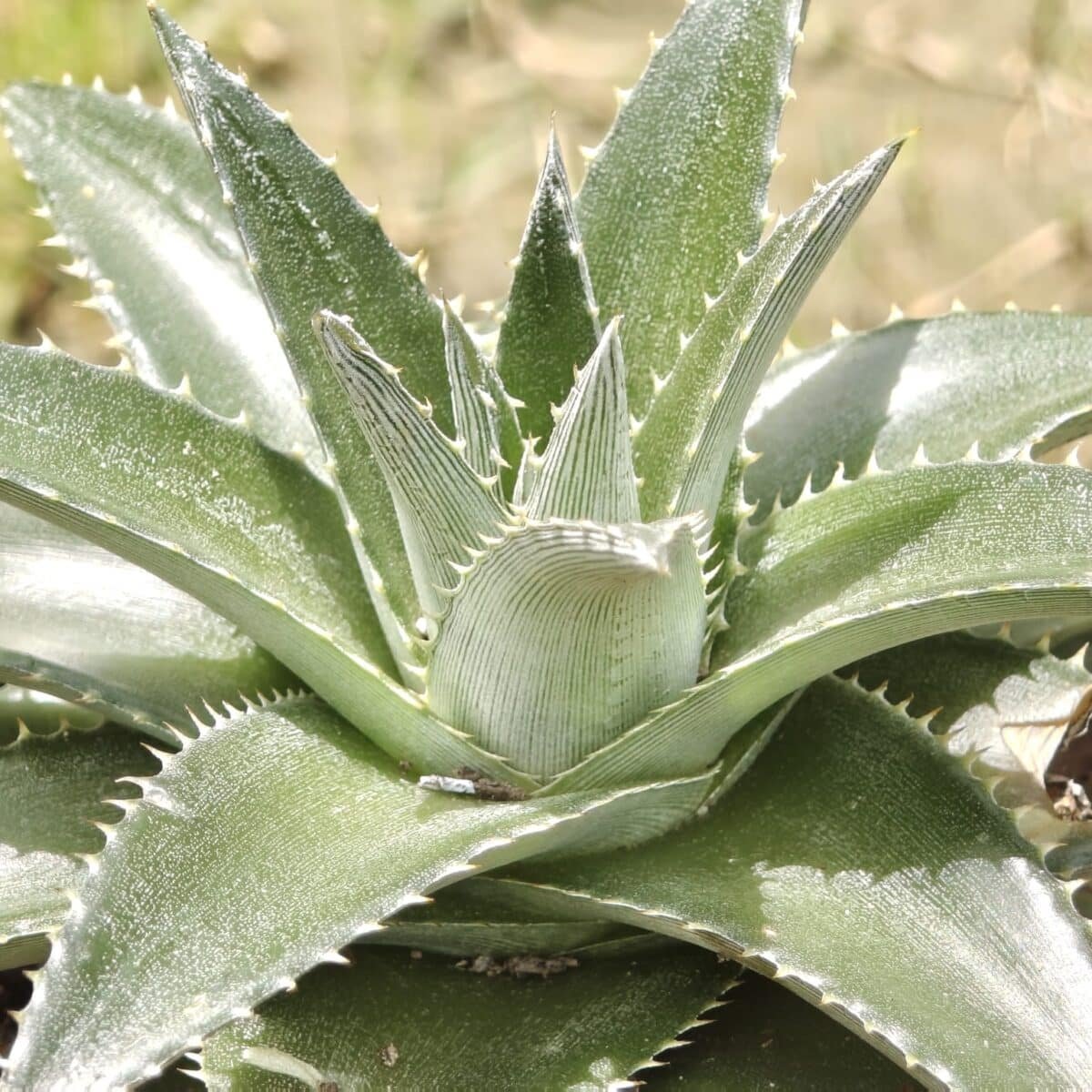 Dyckia - Image 6