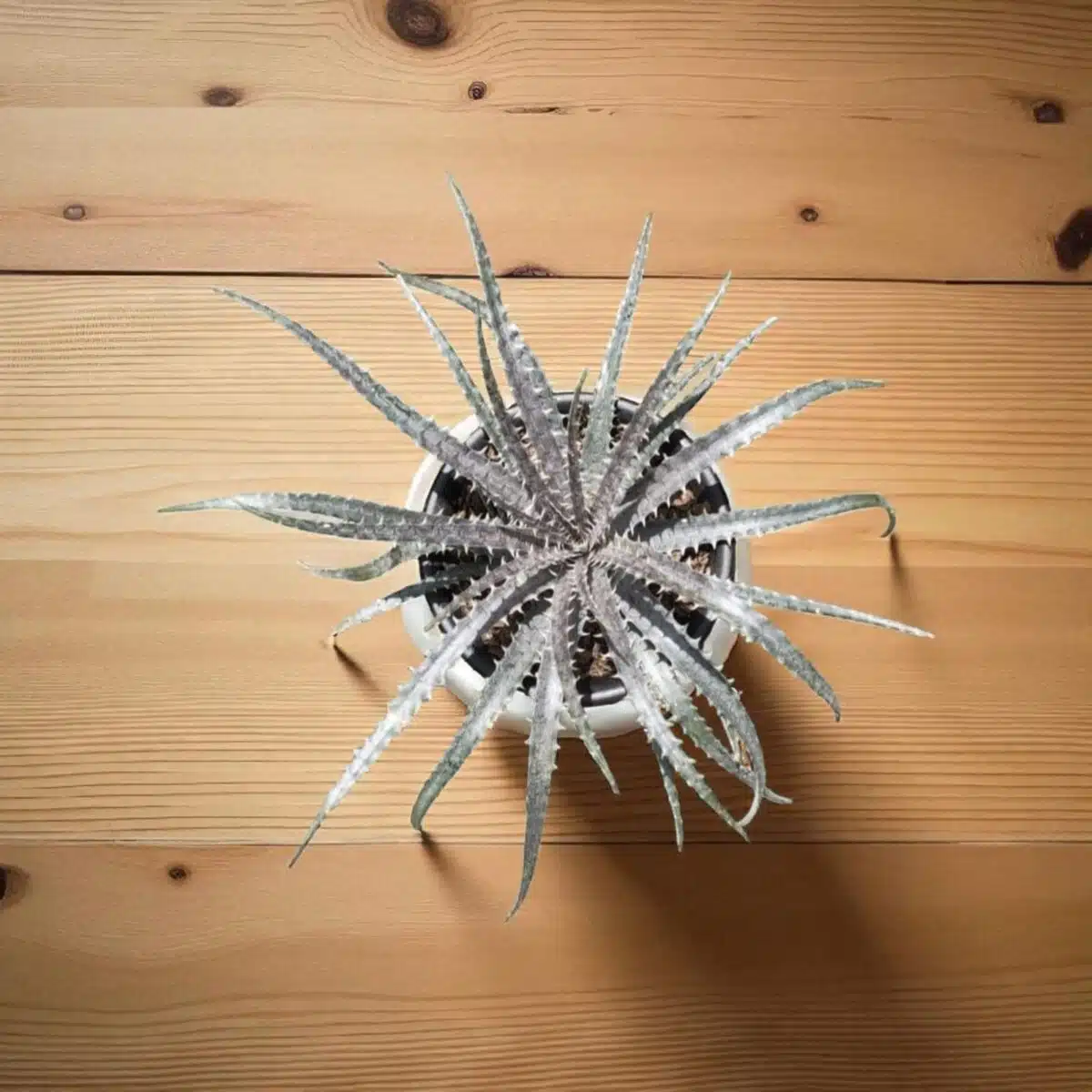 Dyckia - Image 8