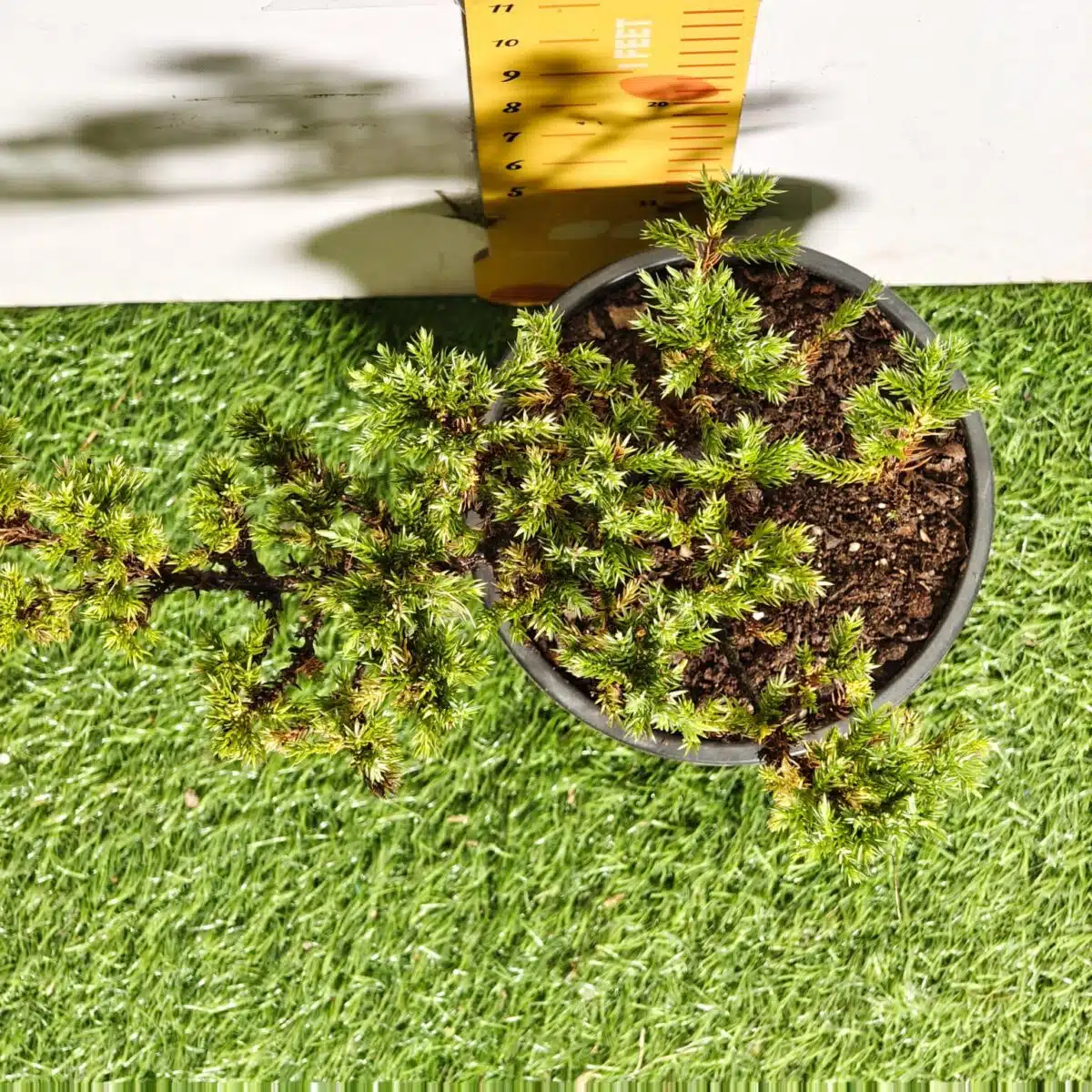 Juniperus Prostrata (Juniper Horizontalis) - Image 17