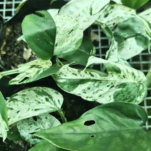Epipremnum pinnatum marble variegated - Image 8