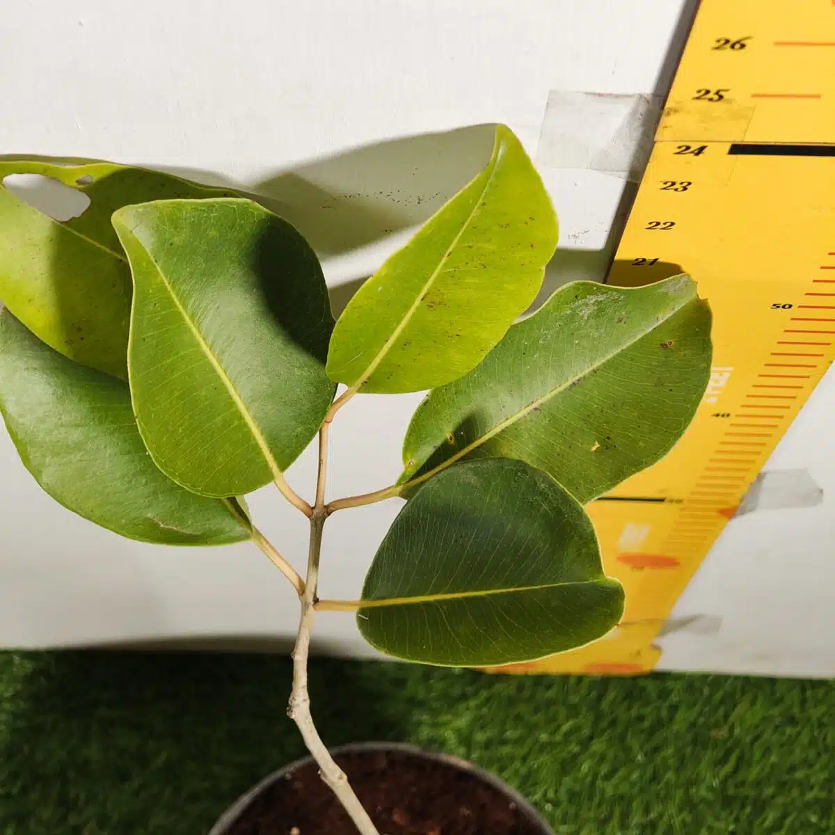 White Jamun (Syzygium cumini) Grafted Fruit Plant - Image 12