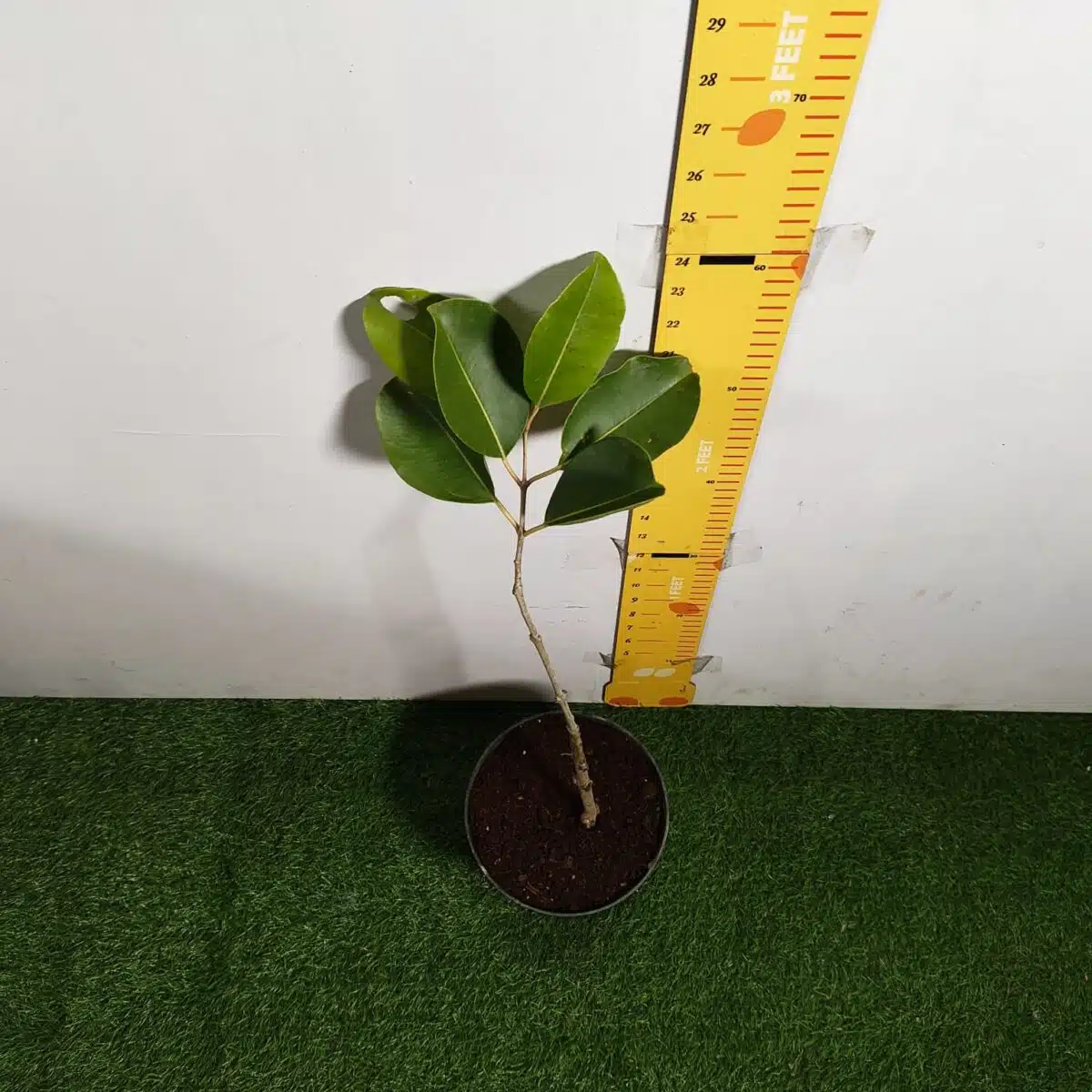 White Jamun (Syzygium cumini) Grafted Fruit Plant - Image 9