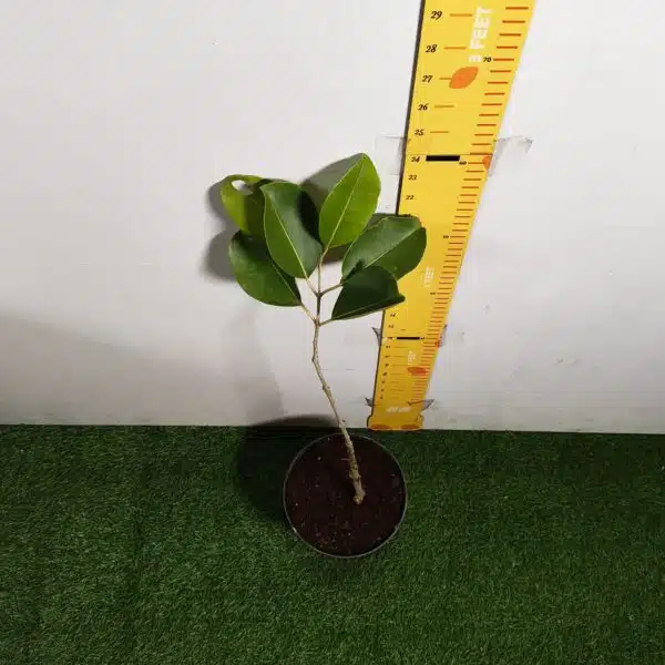 White Jamun (Syzygium cumini) Grafted Fruit Plant - Image 9