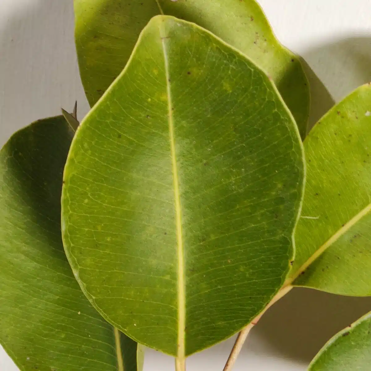 White Jamun (Syzygium cumini) Grafted Fruit Plant - Image 13