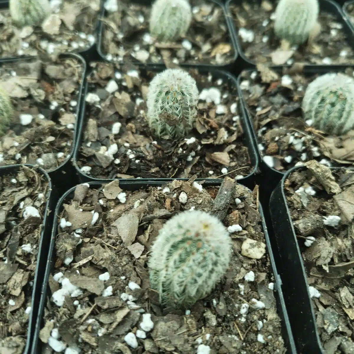 Arizona rainbow cactus (Echinocereus rigidissimus) - Image 6