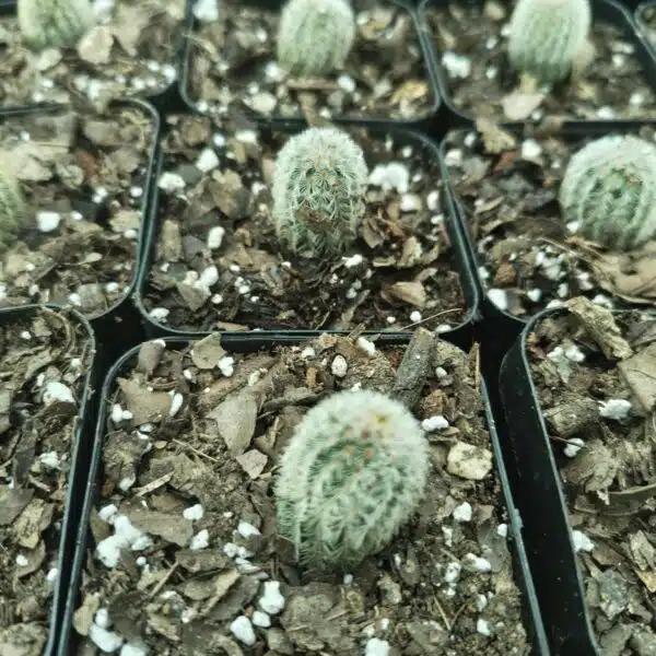 Arizona rainbow cactus (Echinocereus rigidissimus) - Image 6