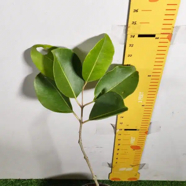 White Jamun (Syzygium cumini) Grafted Fruit Plant - Image 11