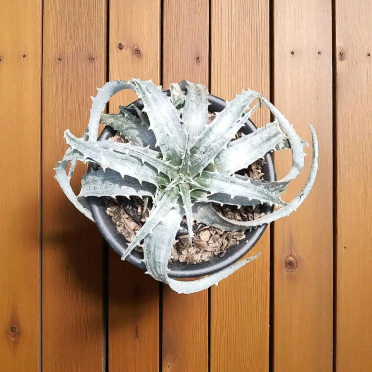 Dyckia - Image 9