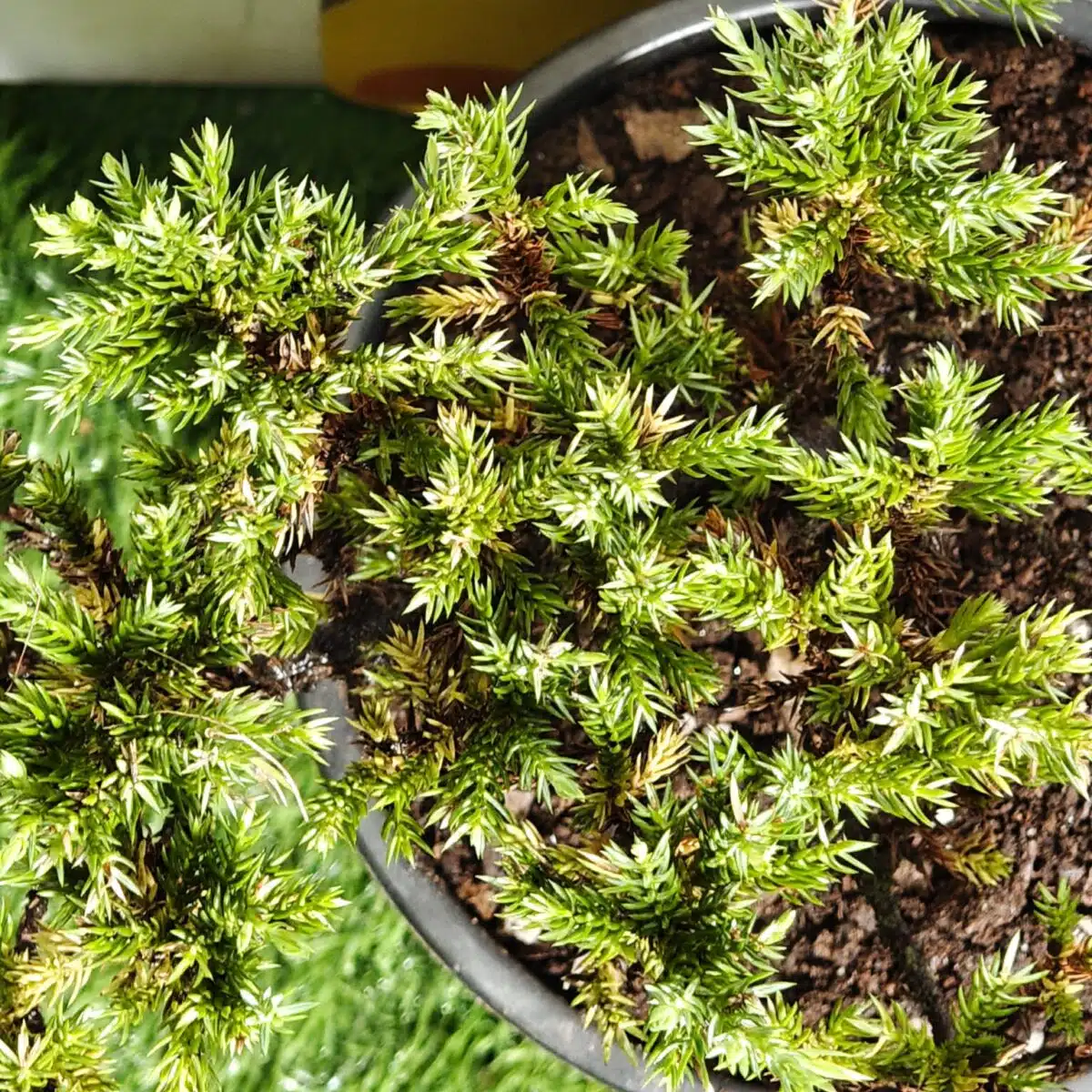 Juniperus Prostrata (Juniper Horizontalis) - Image 20