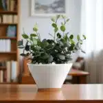 Buy Silver Dollar Plant (Xerosicyos Danguyi) - String of Coins