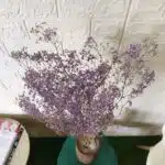 Naturally Dried Gypsophila Baby Breath Stems (Lavender)