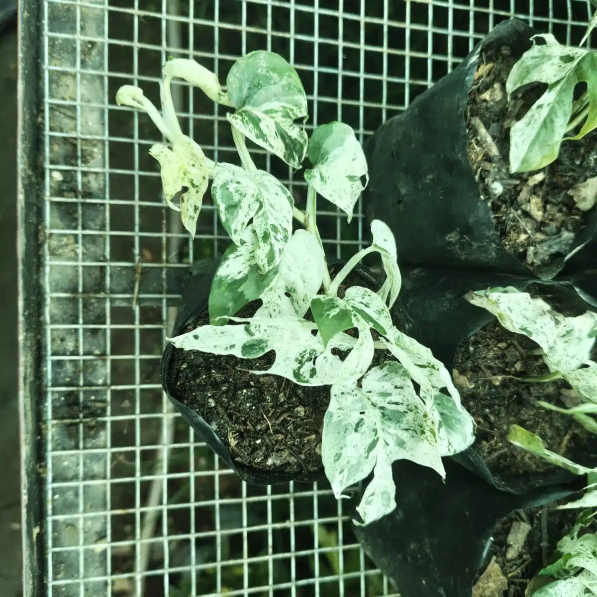 Epipremnum pinnatum marble variegated - Image 2