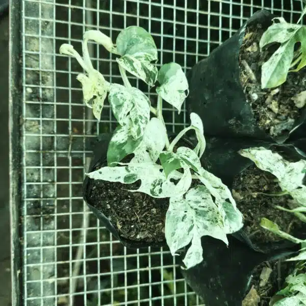 Epipremnum pinnatum marble variegated - Image 2