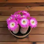 Arizona rainbow cactus (Echinocereus rigidissimus)
