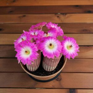Arizona rainbow cactus (Echinocereus rigidissimus)